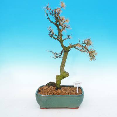 Vonkajší bonsai -Modřín opadavý-Larix decidua - 1
