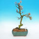 Vonkajší bonsai -Modřín opadavý-Larix decidua - 1/5