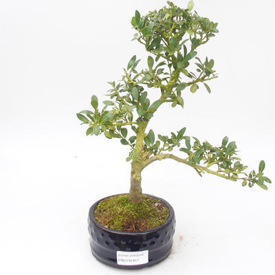 Pokojová bonsai - Ilex crenata - Cesmína PB2191857