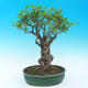 Izbová bonsai-Punic granatum nana-Granátové jablko - 1/5