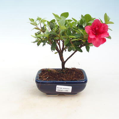 Vonkajšie bonsai - Rhododendron sp. - Azalka ružová