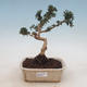 Izbová bonsai - Olea europaea sylvestris -Oliva evropská drobnolistá - 1/5