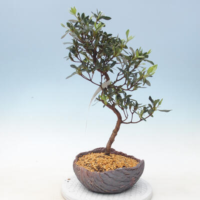 Vonkajšie bonsai - Japonská azalka - Azalea Shinsei - 1
