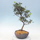 Vonkajšie bonsai - Japonská azalka - Azalea Shinsei - 1/2