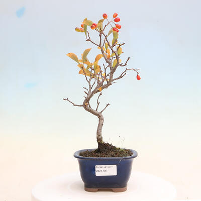 Vonkajší bonsai - Pourthiaea villosa - Blýskalka chlpatá - 1