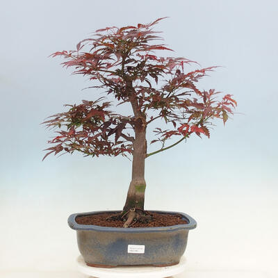 Vonkajší bonsai - Acer palmatum Atropurpureum - Javor dlanitolistý červený - 1
