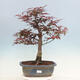 Vonkajší bonsai - Acer palmatum Atropurpureum - Javor dlanitolistý červený - 1/5