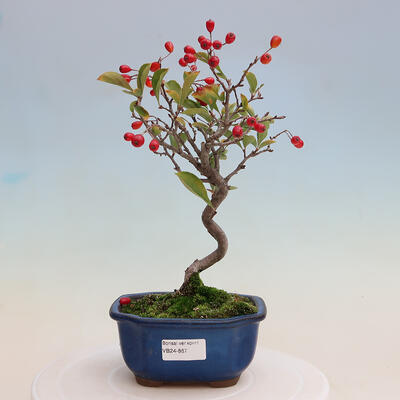 Vonkajší bonsai - Pourthiaea villosa - Blýskalka chlpatá - 1