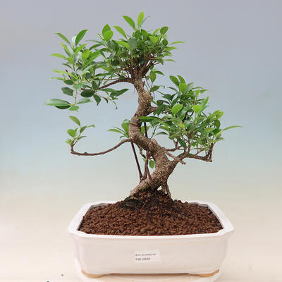 Izbová bonsai - Ficus retusa -  malolistý fíkus - 1
