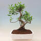 Izbová bonsai - Ficus retusa -  malolistý fíkus - 1/2
