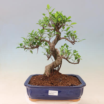 Izbová bonsai - Ficus retusa -  malolistý fíkus - 1