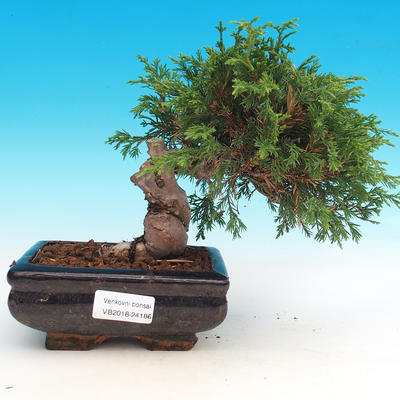 Vonkajšie bonsai - Juniperus chinensis Itoigava-Jalovec čínsky - 1