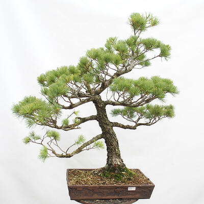 Vonkajší bonsai - Pinus parviflora - Borovica drobnokvetá - 1