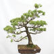 Vonkajší bonsai - Pinus parviflora - Borovica drobnokvetá - 1/5