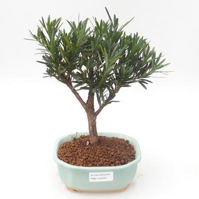 Pokojová bonsai - Podocarpus - Kamenný tis PB2191870 - 1