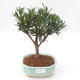 Pokojová bonsai - Podocarpus - Kamenný tis PB2191870 - 1/4