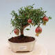 Izbová bonsai-Punic granatum nana-Granátové jablko - 1/2