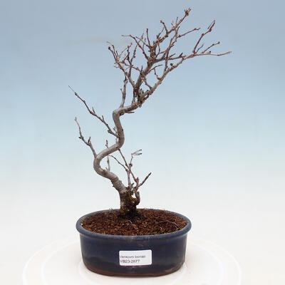 Vonkajšia bonsai - Blýskalka chlpatá - Photinia villosa - 1