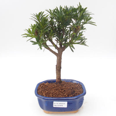 Pokojová bonsai - Podocarpus - Kamenný tis PB2191878 - 1
