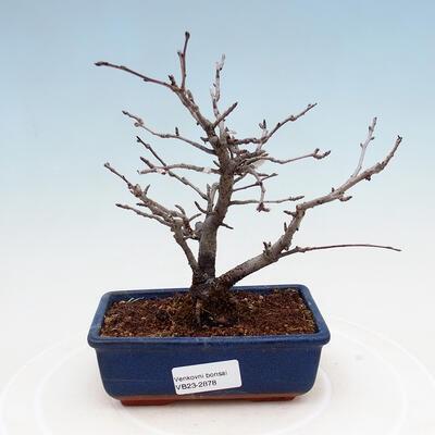 Vonkajšia bonsai - Blýskalka chlpatá - Photinia villosa - 1