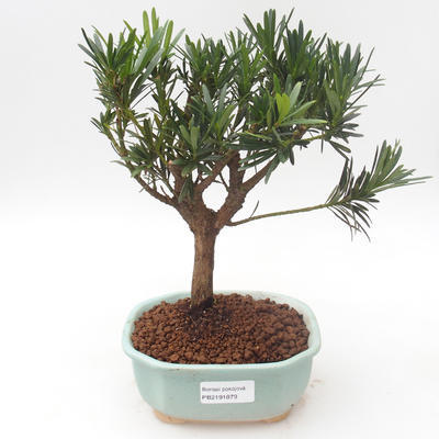 Pokojová bonsai - Podocarpus - Kamenný tis PB2191879 - 1