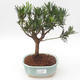 Pokojová bonsai - Podocarpus - Kamenný tis PB2191879 - 1/4