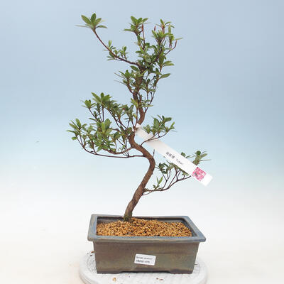 Vonkajšie bonsai - Japonská azalka - Azalea Yukari - 1