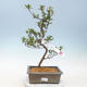 Vonkajšie bonsai - Japonská azalka - Azalea Yukari - 1/2
