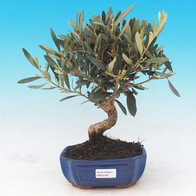 Izbová bonsai - Olea europaea - Oliva európska - 1