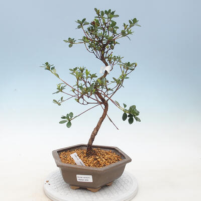 Vonkajšie bonsai - Japonská azalka - Azalea kinu NO MAI - 1