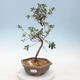 Vonkajšie bonsai - Japonská azalka - Azalea kinu NO MAI - 1/2