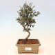 Izbová bonsai - Olea europaea sylvestris -Oliva európska drobnolistá - 1/3