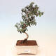 Izbová bonsai - Olea europaea sylvestris -Oliva európska drobnolistá - 1/3