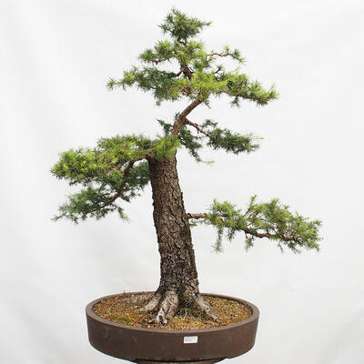 Vonkajší bonsai Smrekovec opadavý Larix decidua - 1