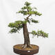 Vonkajší bonsai Smrekovec opadavý Larix decidua - 1/5