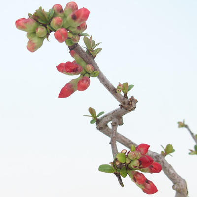 Vonkajšie bonsai - Chaenomeles špec. Rubra - Dulovec VB2020-188 - 1