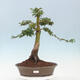 Vonkajší bonsai -Javor dlaňovitolistý Acer palmatum Shishigashira - 1/5