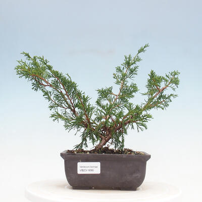 Vonkajšie bonsai - Juniperus chinensis Itoigawa-Jalovec čínsky - 1