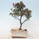 Vonkajšie bonsai - Rhododendron sp. - Azalka ružová - 1/3