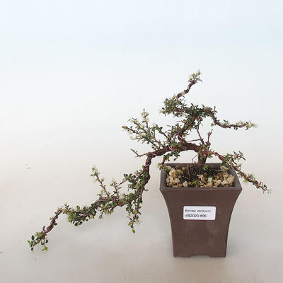 Vonkajšia bonsai-Cotoneaster horizontalis-Skalník - 1