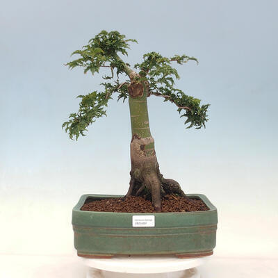 Vonkajší bonsai -Javor dlaňovitolistý Acer palmatum Shishigashira - 1