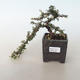 Vonkajšia bonsai-Cotoneaster horizontalis-Skalník - 1/3