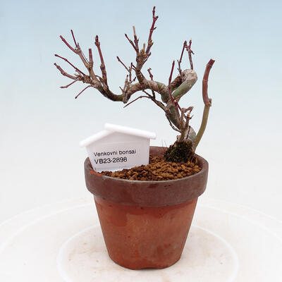 Vonkajší bonsai Acer palmatum - Javor dlanitolistý - 1