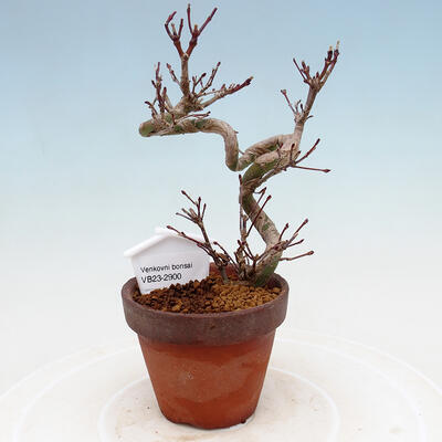 Vonkajší bonsai Acer palmatum - Javor dlanitolistý - 1