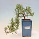 Izbová bonsai - Rozmarín lekársky-Rosmarinus officinalis - 1/3