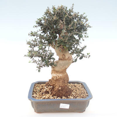 Pokojová bonsai - Olea europaea sylvestris -Oliva evropská drobnolistá PB2192027