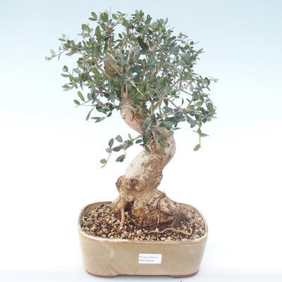 Pokojová bonsai - Olea europaea sylvestris -Oliva evropská drobnolistá PB2192029