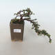Vonkajšia bonsai-Cotoneaster horizontalis-Skalník - 1/3