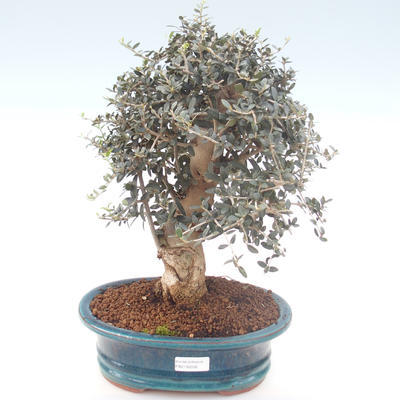 Pokojová bonsai - Olea europaea sylvestris -Oliva evropská drobnolistá PB2192032 - 1
