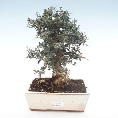 Pokojová bonsai - Olea europaea sylvestris -Oliva evropská drobnolistá PB2192033 - 1